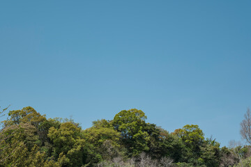 春・夏の風景　森の木々の緑と晴天の青空　アウトドア・キャンプ・休み・観光・旅行・行楽の背景