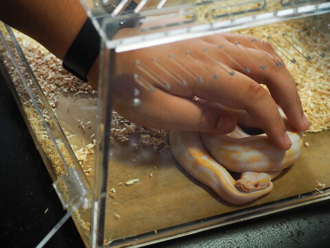 Albino Burmese Python, Golden snake in the plastic cage. Wild pet concept.