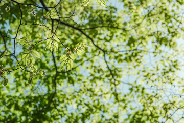 春・初夏晴天の空　さわやかな太陽の光と日差しに照らされる森林の木々の新緑の芽と木の葉　アウトドア・キャンプ・旅行・観光・成長・新しいの背景