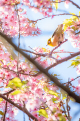 spring tree branch