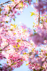 pink blossom