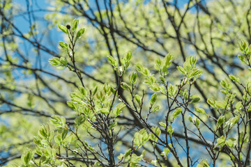 春・初夏晴天の空　さわやかな太陽の光と日差しに照らされる森林の木々の新緑の芽と木の葉　アウトドア・キャンプ・旅行・観光・成長・新しいの背景