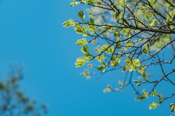 春・初夏晴天の空　さわやかな太陽の光と日差しに照らされる森林の木々の新緑の芽と木の葉　アウトドア・キャンプ・旅行・観光・成長・新しいの背景