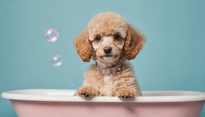 Playful poodle pup in a tiny bathtub filled with soap bubbles and foam - 787681859