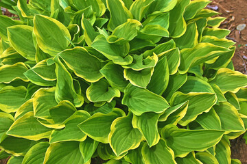 Obraz premium ギボウシの葉