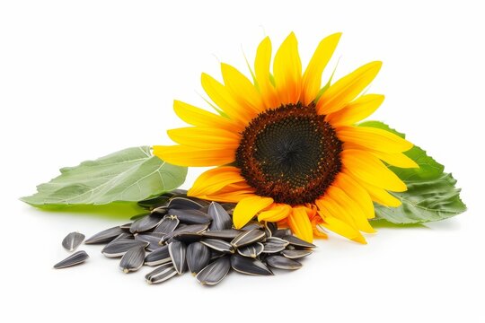 Sunflower seed oil seeds and flower on white background