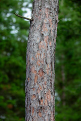 Some coniferous trees (trunks, really) growing in the Canadian Shield in Ontario.