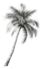 PNG Palm tree on the beach drawing sketch plant.