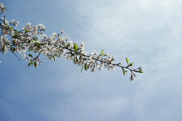 青空に枝を伸ばす桜　咲いた花と芽吹いた新緑の葉　
　季節・葉桜