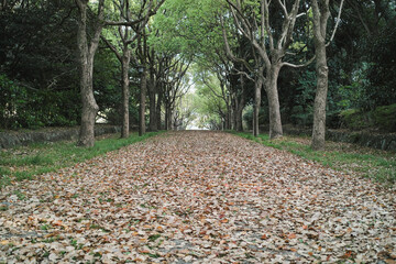 森の道　落ち葉の落ちたアーチ状の木々に囲まれた手つかずの参道の背景　アウトドア・散歩・季節 - obrazy, fototapety, plakaty