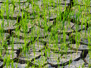 Rice seedlings in a dry rice field