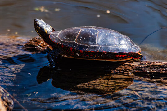 A midland painted turtle (Chrysemys picta marginal) sitting on a rock