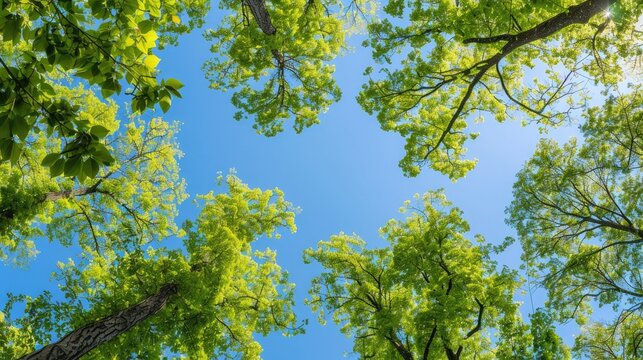 Trees with green leaves under a blue sky
