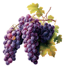 Fototapeta premium PNG Vineyard grapes outdoors nature