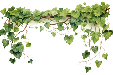 Naklejka premium PNG Vine plant leaf ivy