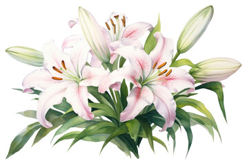 Fototapeta na wymiar PNG Lily flower plant pink.