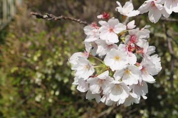 日本の桜