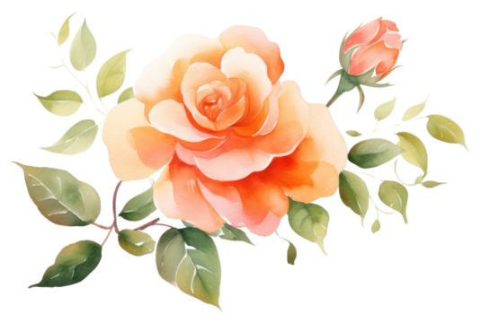 PNG Orange flower pattern plant rose.