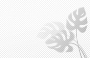 Fototapeta na wymiar Realistic Transparent Shadow Monstera Leaf Isolated Transparent Background Vector Illustration Eps10