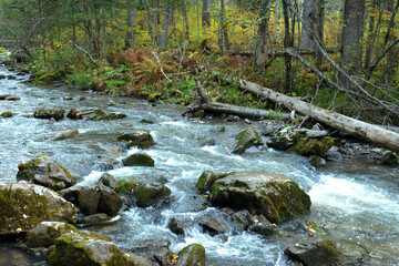 A stormy rapid stream of a river bed flowing from the mountains through an autumn coniferous forest on a cloudy autumn morning.