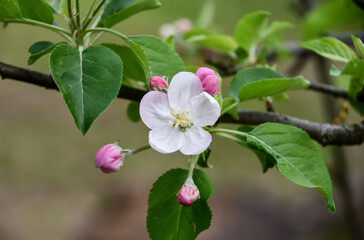 リンゴの花「群馬名月」
