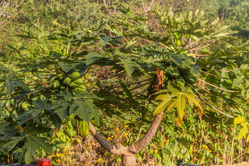 Papaya tree in Phongsali, Laos