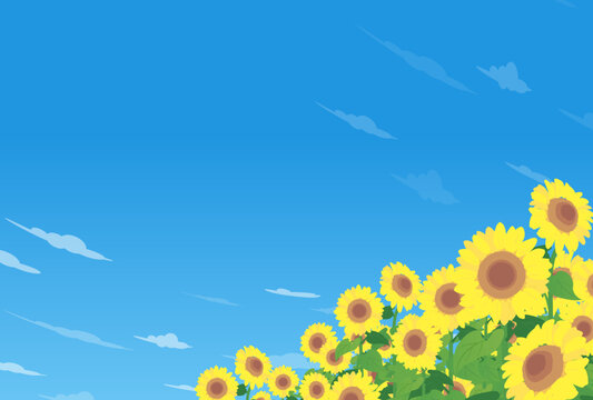 ひまわり畑と夏の青空のイラスト


