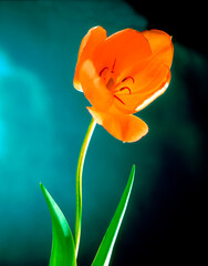 Vivid orange tulip with brright green leaves and stem against a teal background in a graphic and beautiful art image