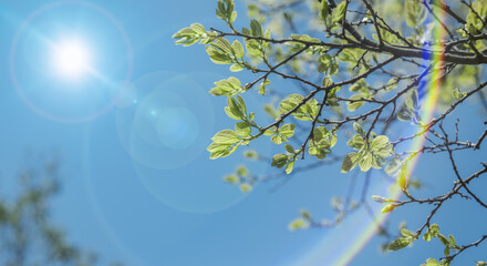 春・初夏晴天の空　さわやかな太陽の光と強い日差しに照らされる森林の木々の新緑の芽と木の葉　アウトドア・キャンプ・旅行・観光・成長・洗濯・新しいの背景　レンズフレアとゴースト