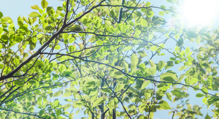 春・初夏晴天の空　さわやかな太陽の光と強い日差しに照らされる森林の木々の新緑の芽と木の葉　アウトドア・キャンプ・旅行・観光・成長・洗濯・新しいの背景　レンズフレアとゴースト