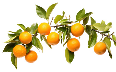 PNG Fruit grapefruit branch orange.