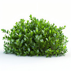 tree isolated on white background