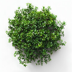 Obraz premium tree isolated on white background