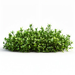 Fototapeta premium tree isolated on white background