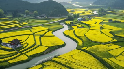 Sprawling rapeseed fields in full bloom with traditional houses nestled among vibrant yellow
