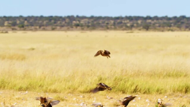 Wild African Birds gathered around a water point in Savanah