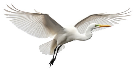PNG Animal flying heron bird. 