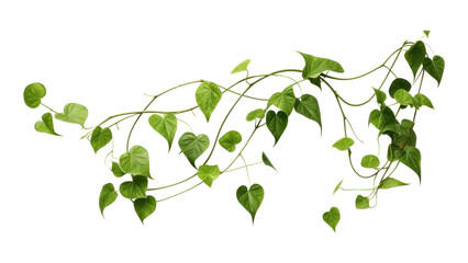 PNG Plant leaf vine white background. 