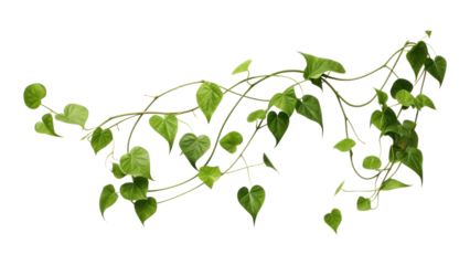 PNG Plant leaf vine white background. 