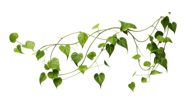 PNG Plant leaf vine white background. 