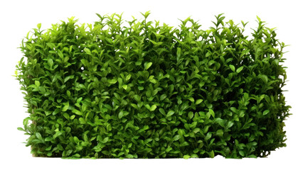 Fototapeta premium PNG Plant hedge groundcover vegetation. 