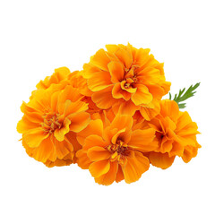 Marigold isolated on white background