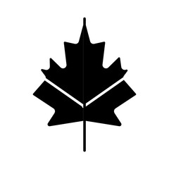 Maple leaf icon