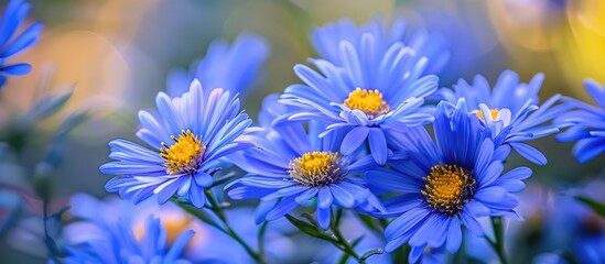 Summary of blue aster petals with blurred background