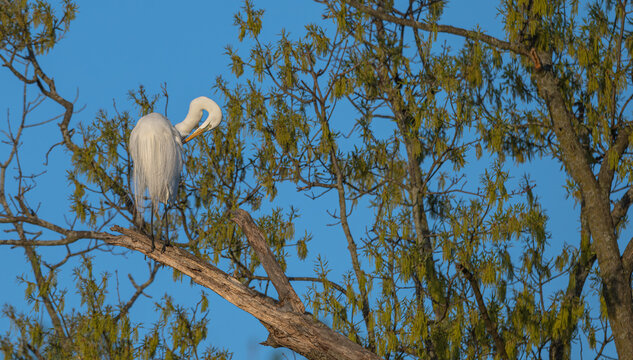 Great egret, or white heron, perched high in a tree preening.