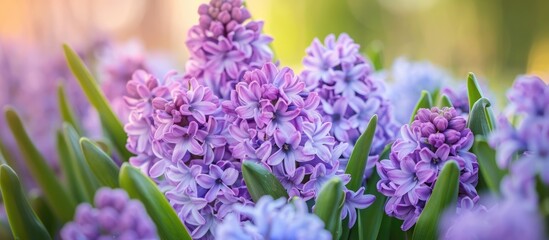 Bunches of colorful purple hyacinth blossoms flourishing in a Dutch garden in the spring.