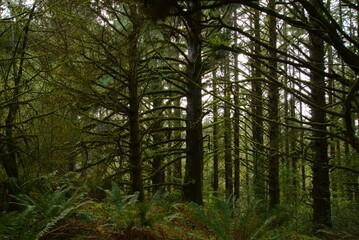 Dense pine woodland, with lush foliage including ferns, covering the forest floor. 