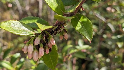 Close up of branch with small pink wildflowers, most likely Evergreen Huckleberry (Vaccinium...