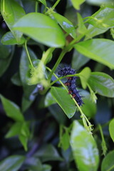 caterpillar on a leaf