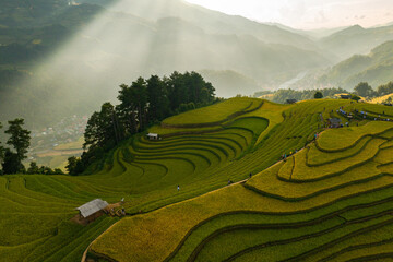 Rice is ripe on terraced fields in Mu Cang Chai, Yen Bai, Vietnam and the harvest season begins. Photo taken in Mu Cang Chai, Yen Bai, Vietnam in October 2022.